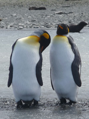 A pair of king penguins on South Georgia Island.