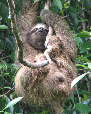 Three-toed sloth near Bocas del Toro, Panama. Photo by Noam Hantman (age 11)