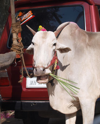 While still encountered on occasion, livestock is seen less often in Mumbai than in most other parts of India.