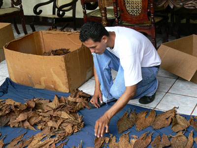 At Mombacho Cigars, a tobacco picker selected tobacco-leaf wrappers for the cigar rollers.