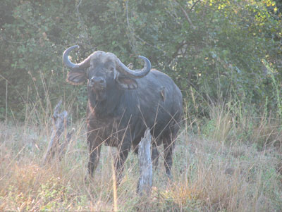 The Cape buffalo, the most aggressive animal in Africa.
