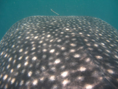 A whale shark, with its light-yellow spots on dark-gray skin, leisurely swam under us. Photo: Gail Taylor