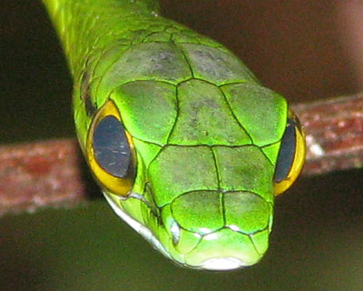 A parrot snake near Burbayar Lodge, San Blas. Photo by Noam Hantman (at the time, age 11)