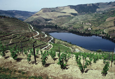 Terraced vineyards and the Douro River.