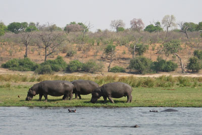 Hippos grazing beside the Chobe River.