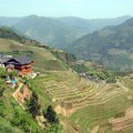 View of terraced rice fields in the Guizhou region.