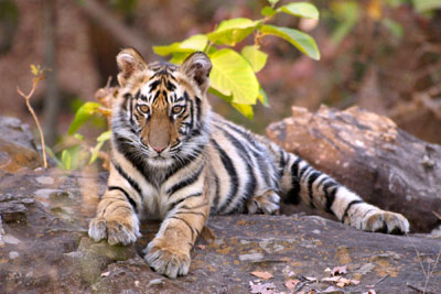 A tiger cub checks us out. — Photo by Peggy Bechtell