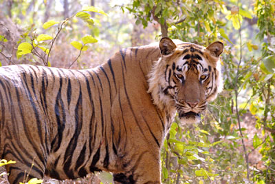 A large, male Royal Bengal tiger. — Photo by Peggy Bechtell