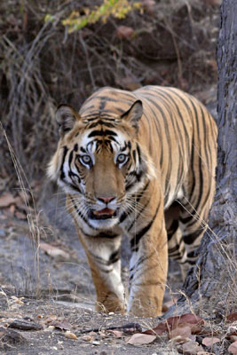 A Royal Bengal tiger on the move, one of several spotted during a tour of India’s Banhavgarh National Park. Photo by Peggy Bechtell