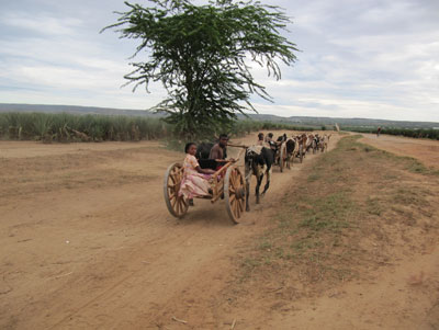 Zebu carts traveling on the road from Berenty to Fort Dauphin.