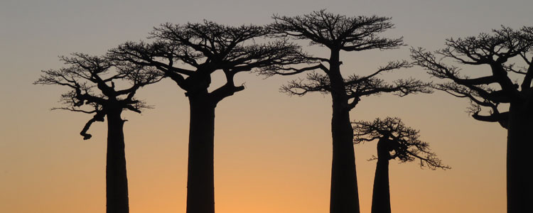 Sun setting behind baobab trees.