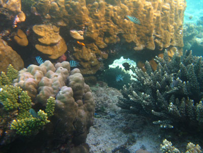 Tropical fish swim among the coral.