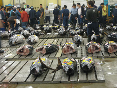 Fresh tuna at Tsukiji Fish Market — Tokyo. Photo: Edwards
