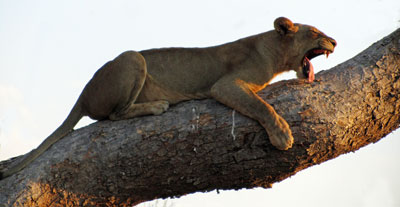 A yawning lioness — Zambia.