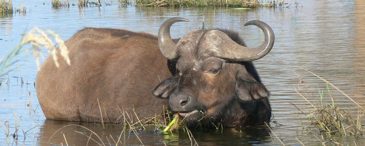  Cape buffalo grazing  near Chiawa Camp.