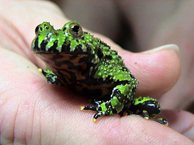 Diminutive amphibian. Photo: L.A. Dawson