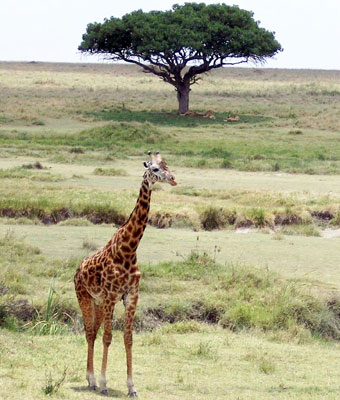 Giraffe in the Serengeti — Tanzania. Photo: Randy Keck