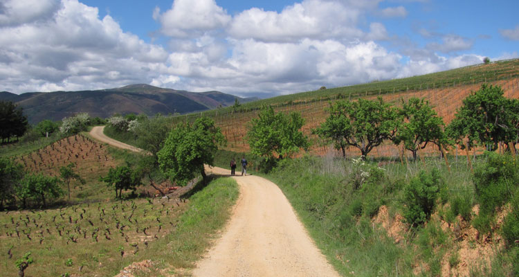One of several vineyards encountered along the Camino.
