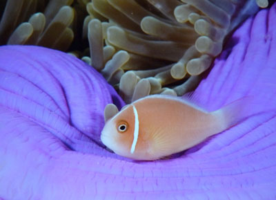 One of five species of anemonefish that we spotted while snorkeling.