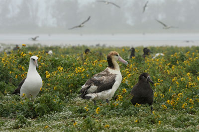 Three species of albatross nest on Midway: Laysan, short-tailed and black-footed. Photo: Grantham