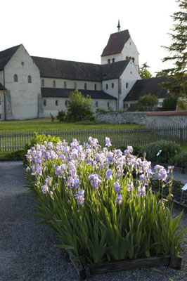 The monastery church of St. Maria and St. Markus with Walahfrid Strabo’s medicinal garden in front, here blooming with iris (not in bloom during Yvonne’s fall visit) — Reichenau, Lake Constance. Photo courtesy of German National Tourist Office