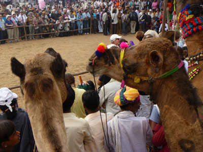 We got a good view of some of the sights of the Pushkar Camel Fair from atop our camels.