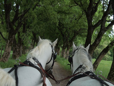Lipizzaners pull carriages, often at a gallop, over acres of grassland.