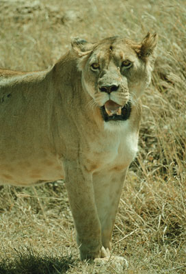 Lioness in Ngorongoro Crater.