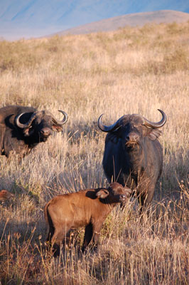 Cape buffaloes in Ngorongoro Crater.
