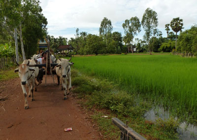 Ox carts take passengers past bright-green rice fields on the way to the pagoda at Kampong Tralach.