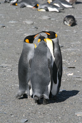 These three king penguins, seen on a cruise to Antarctica, looked like they were having a conference, of sorts. After a while, one walked off, while the other two continued to “discuss” matters.