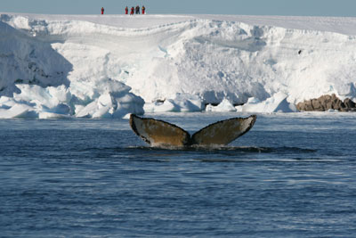One excursion provided an interesting sight: a group of three humpback whales using a bubblenet feeding technique to catch large numbers of fish.