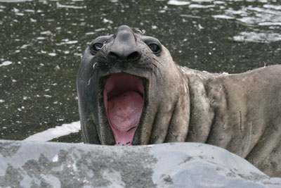 A young male southern elephant seal.