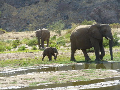 Desert elephants in the Damaraland area of Namibia.