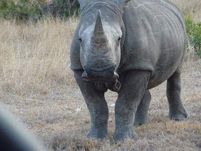 A white rhino, with its distinctive rectangular mouth, eating grass at Sabi Sand Reserve.