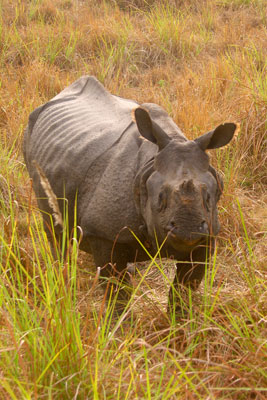 Rhino in Jaldapara Wildlife Sanctuary, India. Photo: Holt