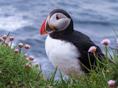 An Atlantic puffin at the Látrabjarg bird cliffs.