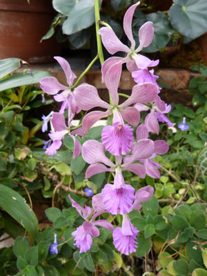 Protection of native orchids, such as this species, remains the gardens’ primary reason for being.