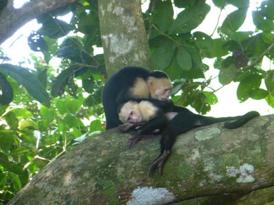 Capuchin monkeys in Manuel Antonio National Park.