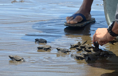 Baby turtles being set free on the Bahía Solano beach near El Almejal. Photo courtesy of Proexport