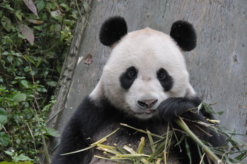 A young panda.