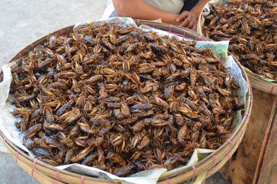 Crickets for sale at the local market.