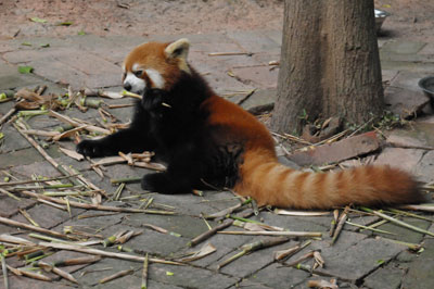 A red panda at the Chengdu panda base.