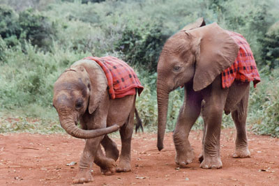 Kithaka and Baluga on their way to breakfast at the elephant orphanage near Nairobi. The blankets protect them from sunburn. (In the wild, mothers keep babies under their bodies to protect them from the sun.) 