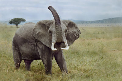 On a road in Serengeti, this elephant raised her trunk to smell us to determine if we were a danger. 
