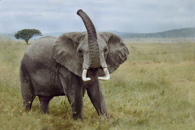 On a road in Serengeti, this elephant raised her trunk to smell us to determine if we were a danger. 