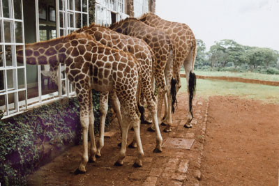 Giraffes at Giraffe Manor checking out the breakfast menu in the hotel dining room. Photos: Howland