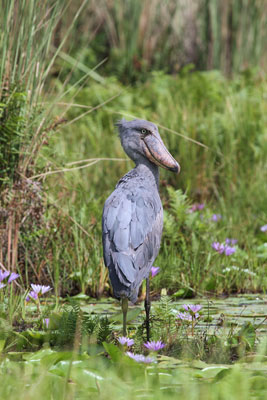 A shoebill stork in Uganda’s Mabamba Bay wetlands. Photo: Koehler