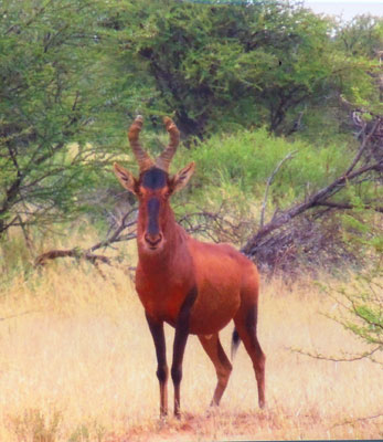 This red hartebeest was among the many animals seen on a malaria-free safari.