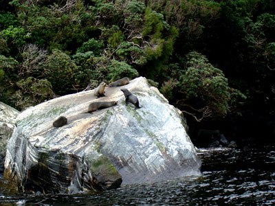 Seals in Milford Sound.